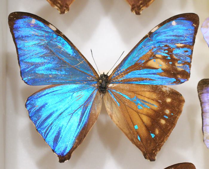 Morpho aega (mosaic gynandromorph) Internet Image property of respective owner, non-commercial use only
